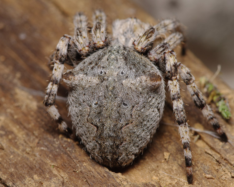 Araneus sp, Kroatien, 05.2011